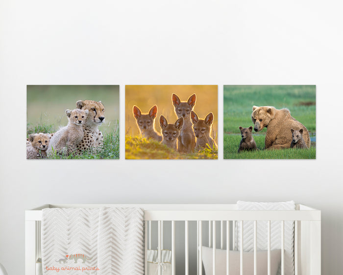 Sweet Cheetahs Photo