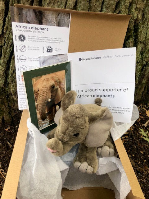 Adopt an African Elephant