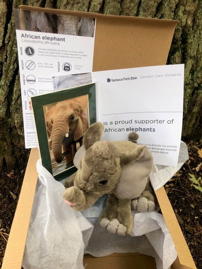 Adopt an African Elephant