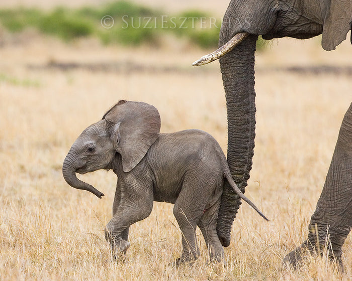 Baby Animal Lovers Bundle