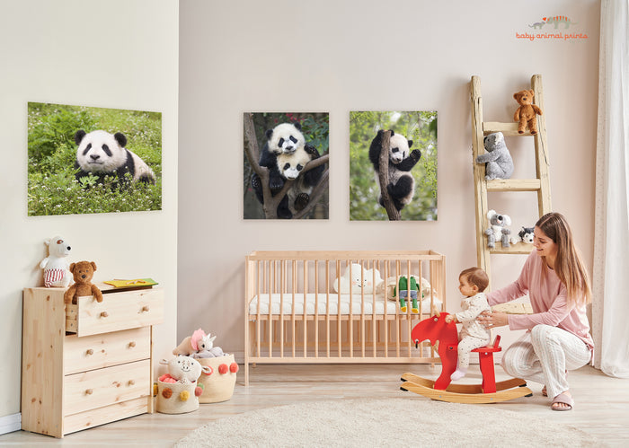 Cute Baby Panda Photo