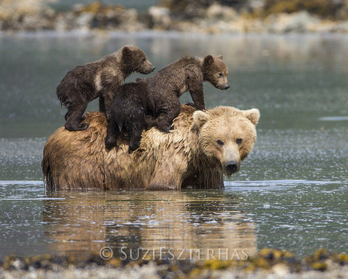 mom and baby bears in water photo