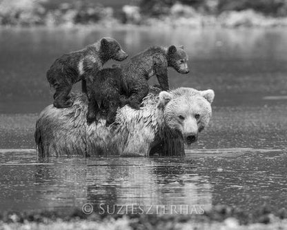 Mom and Baby Bears in Water Photo