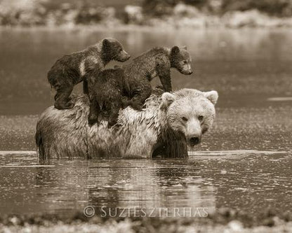 Mom and Baby Bears in Water Photo