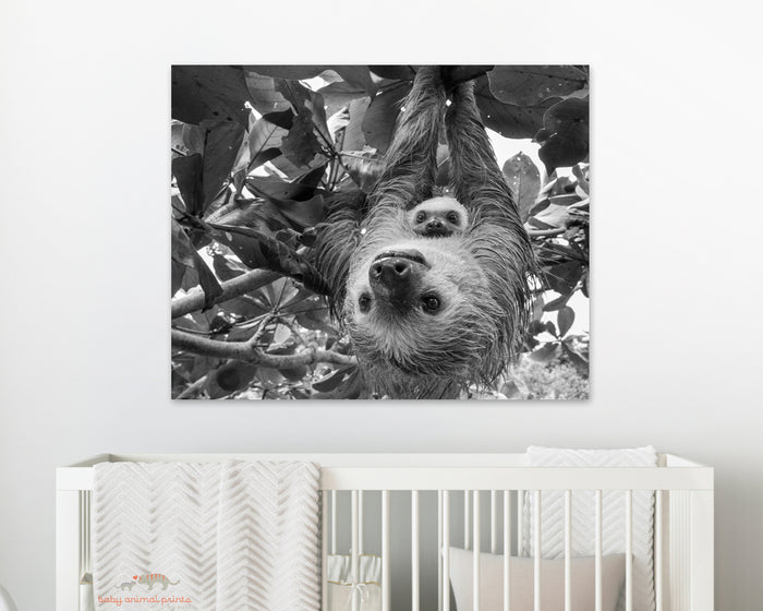Mom and Baby Sloth Hanging Photo