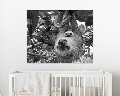 Mom and Baby Sloth Hanging Photo