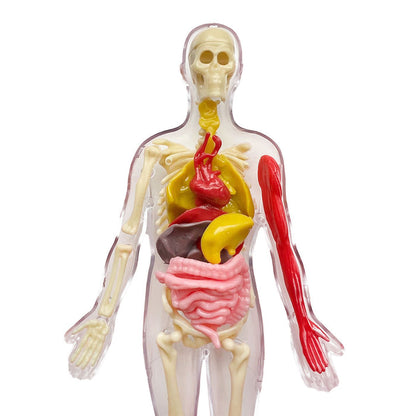 Ooze Labs: Visible Human Body with Squishable Organs STEM Thames & Kosmos