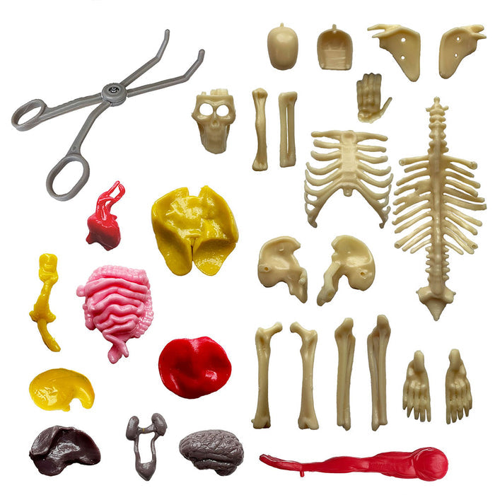 Ooze Labs: Visible Human Body with Squishable Organs STEM Thames & Kosmos