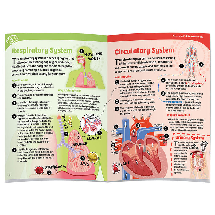 Ooze Labs: Visible Human Body with Squishable Organs STEM Thames & Kosmos
