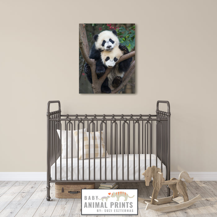Panda Cubs Photo