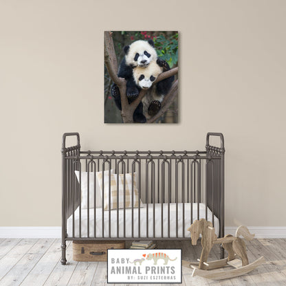 Panda Cubs Photo