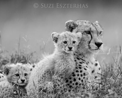 Sweet Cheetahs Photo